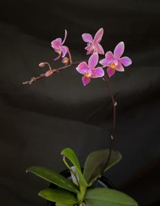 Phalaenopsis equestris