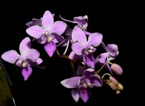 Phalaenopsis equestris