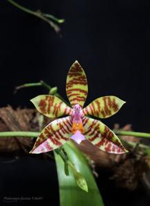 Phalaenopsis fasciata