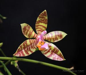 Phalaenopsis fasciata