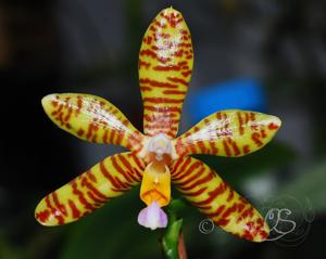 Phalaenopsis fasciata