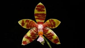 Phalaenopsis fasciata