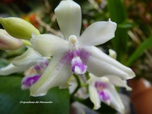 Phalaenopsis fimbriata