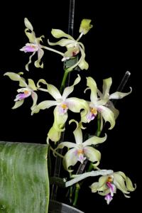 Phalaenopsis fimbriata