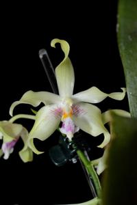 Phalaenopsis fimbriata