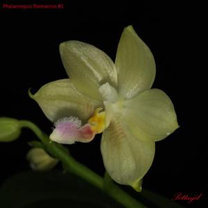 Phalaenopsis floresensis