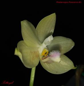 Phalaenopsis floresensis