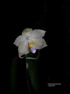 Phalaenopsis floresensis