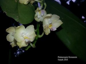 Phalaenopsis floresensis