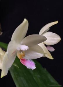 Phalaenopsis floresensis