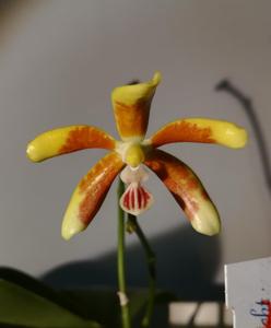 Phalaenopsis fuscata