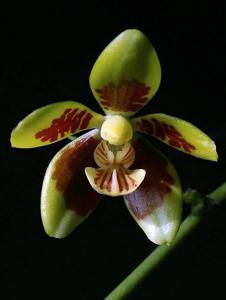 Phalaenopsis fuscata