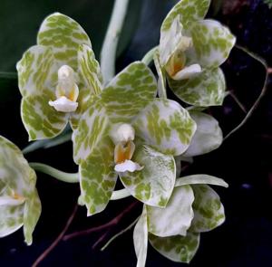 Phalaenopsis gigantea