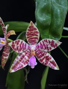 Phalaenopsis hieroglyphica