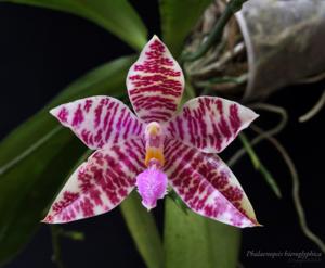 Phalaenopsis hieroglyphica