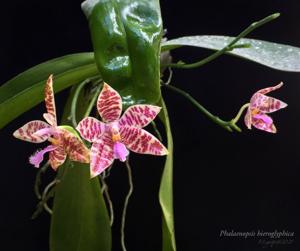 Phalaenopsis hieroglyphica