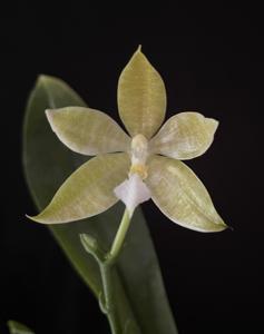 Phalaenopsis hieroglyphica