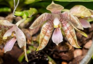 Phalaenopsis hieroglyphica