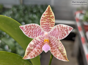 Phalaenopsis hieroglyphica