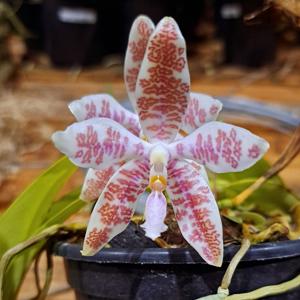 Phalaenopsis hieroglyphica