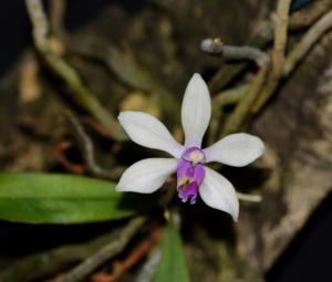 Phalaenopsis honghenensis