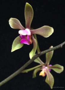 Phalaenopsis honghenensis