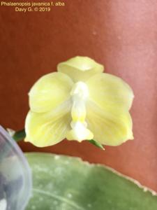 Phalaenopsis javanica