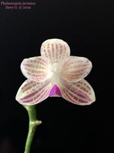 Phalaenopsis javanica