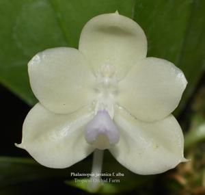 Phalaenopsis javanica