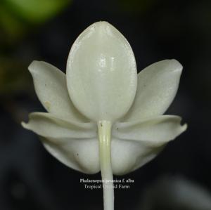 Phalaenopsis javanica