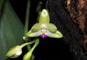 Phalaenopsis javanica