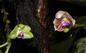 Phalaenopsis javanica