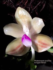 Phalaenopsis javanica