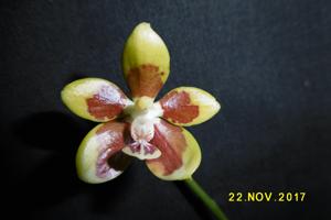 Phalaenopsis kunstleri