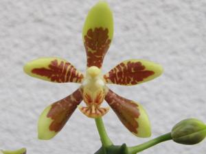 Phalaenopsis kunstleri