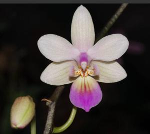 Phalaenopsis lindenii