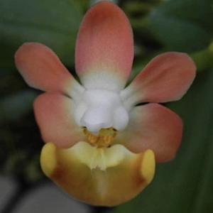 Phalaenopsis lobbii