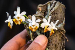 Phalaenopsis lobbii