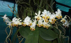 Phalaenopsis lobbii