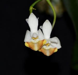 Phalaenopsis lobbii