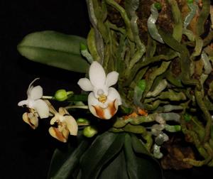 Phalaenopsis lobbii