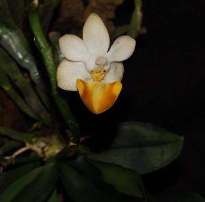 Phalaenopsis lobbii