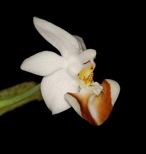 Phalaenopsis lobbii