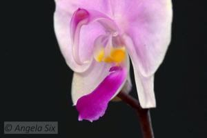 Phalaenopsis lowii