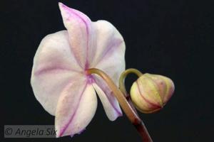 Phalaenopsis lowii