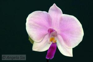 Phalaenopsis lowii