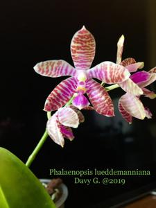 Phalaenopsis lueddemanniana