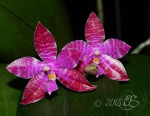 Phalaenopsis lueddemanniana