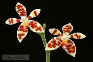 Phalaenopsis maculata