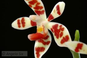 Phalaenopsis maculata